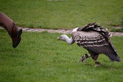 Támhle mi utíká oběd...