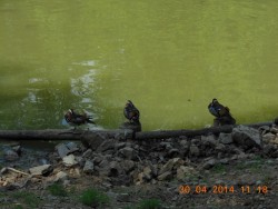 Nádherné kachničky mandarinské