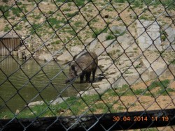 A konečně divočák