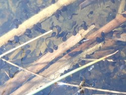 Z černých pulců budou ropuchy, z hnědých skokani