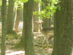 Kdopak to na nás kouká?